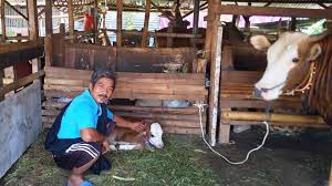 Savesave denah kandang sapi for later. Kba Dasan Cermen Potret Kampung Ideal Di Pinggir Kota Suarantb