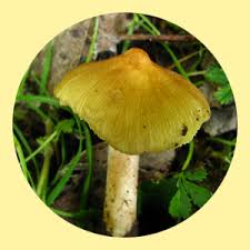 Gruppo Micologico Castellano