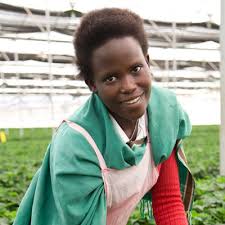 Seasonal sale for an extended time only. Farm Workers Stand To Earn More Through A New Partnership For Fairtrade Poinsettias