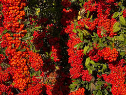 Image result for Pyracantha coccinea red column
