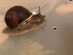 Parsley (young plants) dill (cucumber herb) marjoram (sometimes). So I Need Some Help What Is A Good Source Of Proteins For My Garden Snails I Only Just Realised They Needed Protein And I Have Only Been Feeding Them Lettuce For