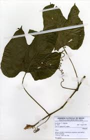 Image result for Cissus petiolata