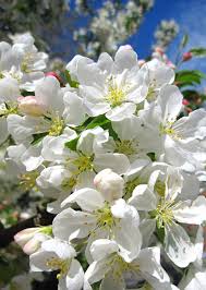 Gardening 101 Crabapple Trees Gardenista Crabapple Tree Crab Apple Garden Trees