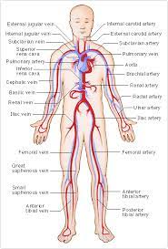 The blood vessels divide into small capillaries, with each ending in a lobule. Circulatory System Arteries And Veins Medical Arteries