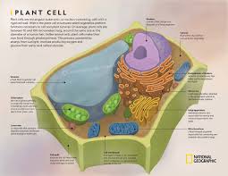 Check spelling or type a new query. Plant Cell Lindsey Kernodle Artwork