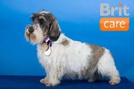 Image result for malý vendéeský hrubosrstý honič