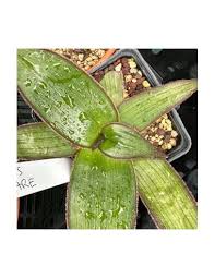 Image result for Aloe fimbrialis