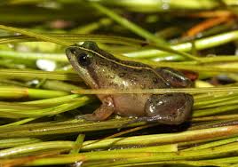 Image result for Micrococca capensis