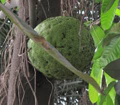 Image result for Treculia