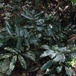 Image result for Pancovia