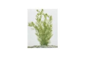 Image result for Utricularia stellaris