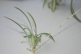 In spider plants where they do not have branches or stems the pruning process is fairly simple. How To Grow New Spider Plants From Cuttings Horticulture