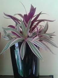 Moses In The Cradle Oyster Plant