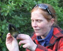Transfer of bellbirds and whitehead from Kapiti Island to Mana Island, July  2010