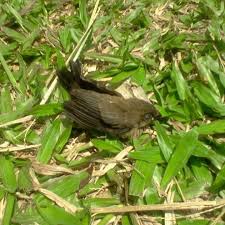Very widespread in north america, this melodious sparrow is among the most familiar birds in some areas, such as the northeast and midwest. Burung Pipit Terbang Ke Jepang Home Facebook