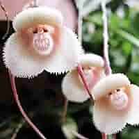 YEGAOL Garden Monkey Face Orchid Seeds ...