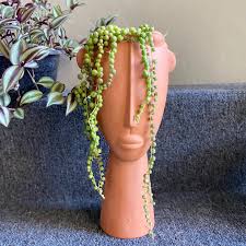 Image result for Senecio subsessilis