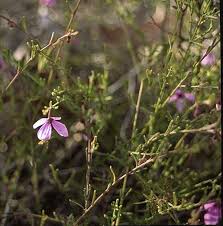 Image result for Alectra glandulosa