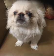 These pekingese puppies located in texas come from different cities, including, edinburg, argyle. Pekingese Puppies For Sale Abilene Tx 147211 Petzlover