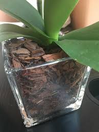 Apr 22, 2010 · the gravel or sand is to keep the drainage holes from clogging, as olafur and topkick noted. How To Water Orchids In A Pot Without Drainage Holes Orchids
