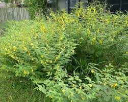 My Florida Backyard Fields Of Gold Native Garden Fields Of Gold Wildlife Gardening