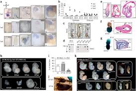 Selanjutnya, diketahui pada tanggal 28 januari rogu, dimas, dan rangga. Lineage Specific Functions Of Tet1 In The Postimplantation Mouse Embryo Nature Genetics