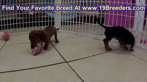 Dachshund puppies for sale in des moines iowa. Miniature Dachshund Puppies For Sale In Des Moines Iowa Ia Bettendorf Marion Cedar Falls Youtube
