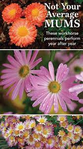 Not Your Average Mums Finegardening Garden Mum Annual Plants Perennials