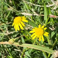 Image result for Senecio madagascariensis