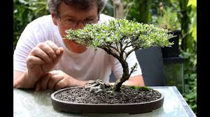 Best reviews play analyzes & compares all best bonsai books of 2020. Best Bonsai Books Bonsai Tree Gardener
