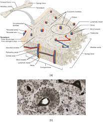 Pin By Melissa Rantz On Character Book Ideas Anatomy Anatomy And Physiology Bones