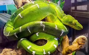 Learn More about Amazon Basin Emerald Tree Boas | Snake Country