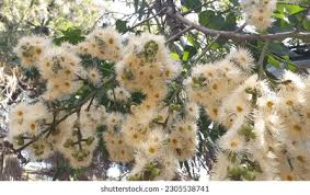Image result for Eucalyptus torelliana