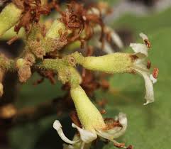 Image result for Cordia monoica