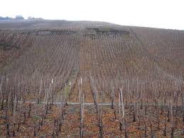 Maybe you would like to learn more about one of these? Studert Prum Wehlen The Winery Uk