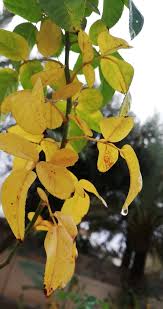 ستوريات بدون حقوق خلفيات كتابات كلمات ستوري انستا صور funny صديقتي صباحيات رمزيات العراق مضاهرات بنات بغداد شباب غمازة كيوت كتب in 2021 plants grapes