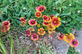Find the perfect red flowers for your garden, wedding or home. How To Grow Gaillardia Blanket Flower Gardener S Path