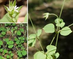 Image result for Drymaria