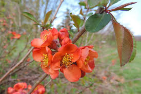 Image result for Chaenomeles japonica