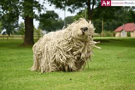 Komondor Puppy Facts Pictures Price Grooming Information Characteristics Animals Breeds
