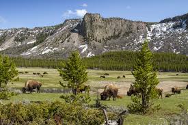 7 big mistakes to avoid when planning a trip to yellowstone national park mistake #1: Budget Travel Tips For Yellowstone National Park