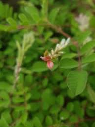 Image result for Indigofera astragalina-hirsuta