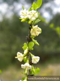 Image result for Coddia rudis