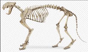 Structure and physical properties.—bone is one of the hardest structures of the animal body; Cat Skeleton Vertebrate Bone Basics Diagram Quizlet