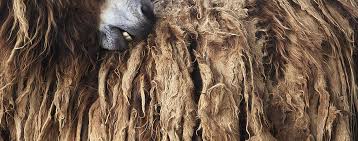 Tim Flash Goat Animal Attack Animals Images Animal Photo