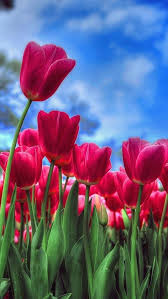 Wallpaper Iphone Beautiful Nature Tulips Spring Flowers Wallpaper Flower Wallpaper Beautiful Flowers