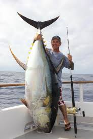 Pacific Long Range Angler Lands Potential World Record Yellowfin Tuna Tuna Fishing Fish Sea Fishing