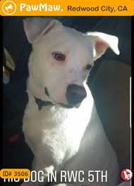 This Pet Was Found In Middlefield Rd 5th Ave Redwood City Ca Usa Losing A Pet Pets Redwood City