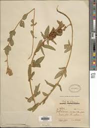 Image result for Crotalaria vasculosa