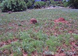 Image result for Elephantorrhiza elephantina